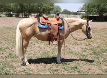 American Quarter Horse, Klacz, 5 lat, 147 cm, Izabelowata