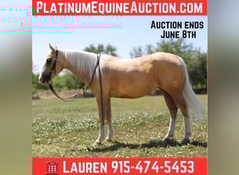 American Quarter Horse, Klacz, 5 lat, 147 cm, Izabelowata