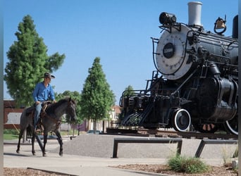 American Quarter Horse, Klacz, 5 lat, 147 cm, Karodereszowata