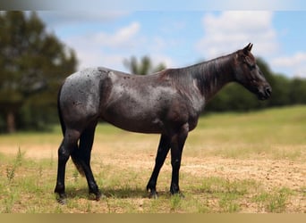 American Quarter Horse, Klacz, 5 lat, 147 cm, Karodereszowata
