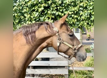 American Quarter Horse, Klacz, 5 lat, 148 cm, Ciemnokasztanowata