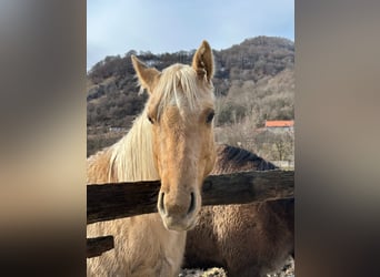 American Quarter Horse, Klacz, 5 lat, 148 cm, Dunalino