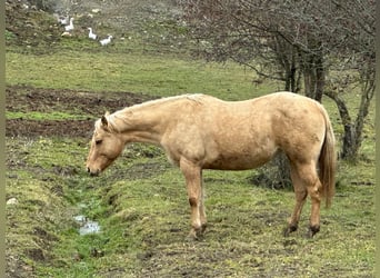 American Quarter Horse, Klacz, 5 lat, 148 cm, Dunalino