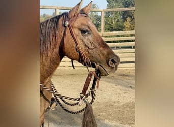 American Quarter Horse, Klacz, 5 lat, 148 cm, Dunalino