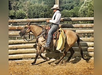 American Quarter Horse, Klacz, 5 lat, 148 cm, Dunalino