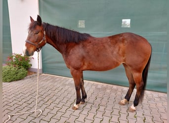 American Quarter Horse, Klacz, 5 lat, 148 cm, Gniada