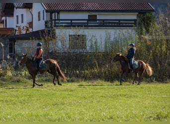 American Quarter Horse, Klacz, 5 lat, 148 cm, Kasztanowata