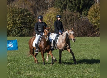 American Quarter Horse, Klacz, 5 lat, 148 cm, Kasztanowata