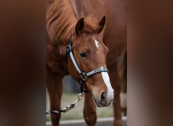 American Quarter Horse, Klacz, 5 lat, 148 cm, Kasztanowata