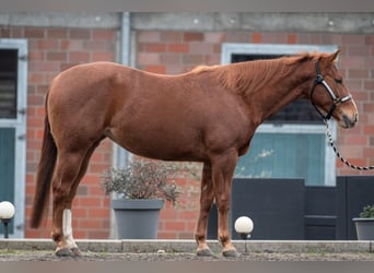 American Quarter Horse, Klacz, 5 lat, 148 cm, Kasztanowata