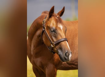 American Quarter Horse, Klacz, 5 lat, 148 cm, Kasztanowata