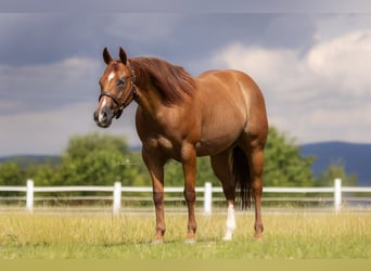 American Quarter Horse, Klacz, 5 lat, 148 cm, Kasztanowata