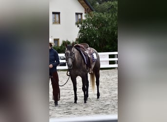 American Quarter Horse, Klacz, 5 lat, 148 cm, Siwa