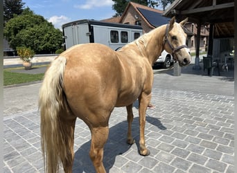American Quarter Horse, Klacz, 5 lat, 149 cm, Izabelowata