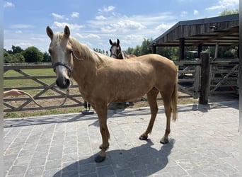 American Quarter Horse, Klacz, 5 lat, 149 cm, Izabelowata