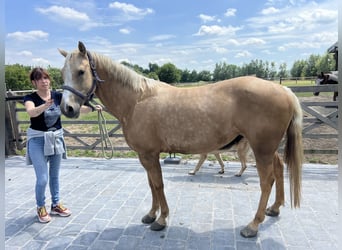 American Quarter Horse, Klacz, 5 lat, 149 cm, Izabelowata