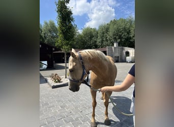 American Quarter Horse, Klacz, 5 lat, 149 cm, Izabelowata