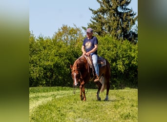 American Quarter Horse, Klacz, 5 lat, 149 cm, Kasztanowata