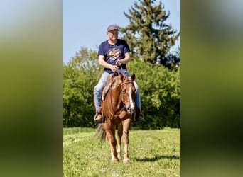 American Quarter Horse, Klacz, 5 lat, 149 cm, Kasztanowata