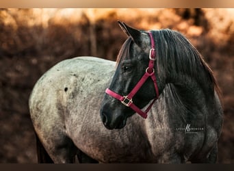 American Quarter Horse, Klacz, 5 lat, 149 cm, Stalowosiwy