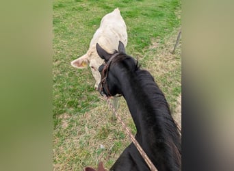 American Quarter Horse, Klacz, 5 lat, 150 cm, Ciemnogniada