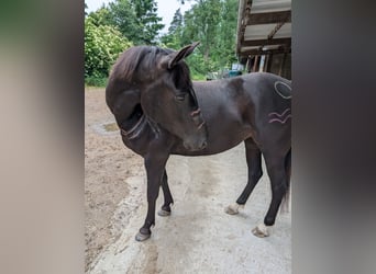 American Quarter Horse, Klacz, 5 lat, 150 cm, Ciemnogniada