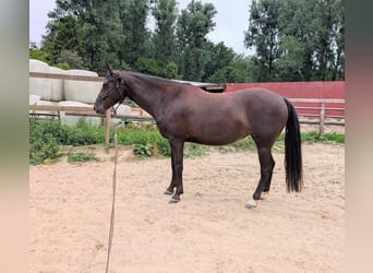 American Quarter Horse, Klacz, 5 lat, 150 cm, Ciemnogniada