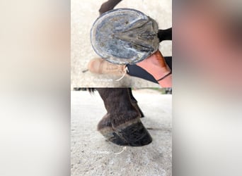 American Quarter Horse, Klacz, 5 lat, 150 cm, Ciemnogniada