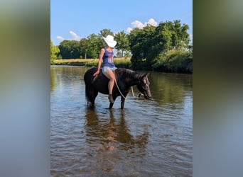 American Quarter Horse, Klacz, 5 lat, 150 cm, Ciemnogniada