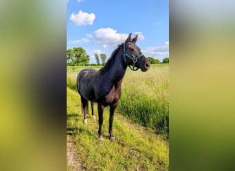 American Quarter Horse, Klacz, 5 lat, 150 cm, Ciemnogniada
