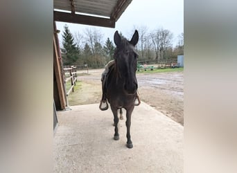 American Quarter Horse, Klacz, 5 lat, 150 cm, Ciemnogniada