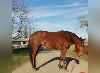 American Quarter Horse, Klacz, 5 lat, 150 cm, Ciemnokasztanowata