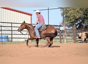 American Quarter Horse, Klacz, 5 lat, 150 cm, Cisawa