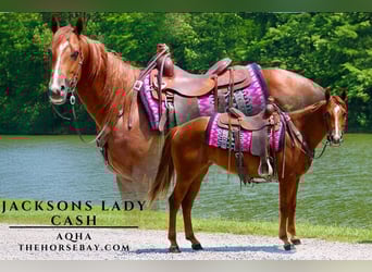 American Quarter Horse, Klacz, 5 lat, 150 cm, Cisawa