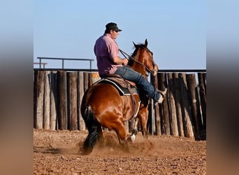 American Quarter Horse, Klacz, 5 lat, 150 cm, Gniada