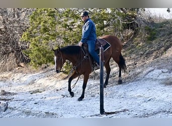 American Quarter Horse, Klacz, 5 lat, 150 cm, Gniada