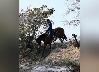 American Quarter Horse, Klacz, 5 lat, 150 cm, Gniada