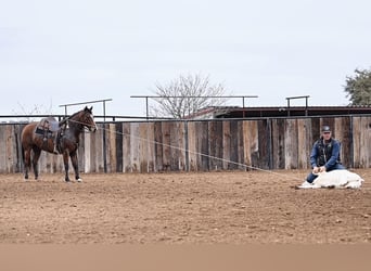 American Quarter Horse, Klacz, 5 lat, 150 cm, Gniada