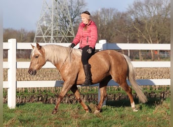 American Quarter Horse Mix, Klacz, 5 lat, 150 cm, Izabelowata