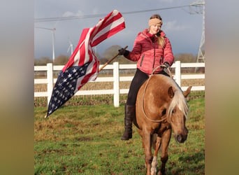 American Quarter Horse Mix, Klacz, 5 lat, 150 cm, Izabelowata