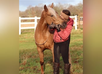 American Quarter Horse Mix, Klacz, 5 lat, 150 cm, Izabelowata