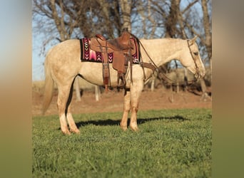 American Quarter Horse, Klacz, 5 lat, 150 cm, Izabelowata