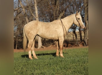 American Quarter Horse, Klacz, 5 lat, 150 cm, Izabelowata
