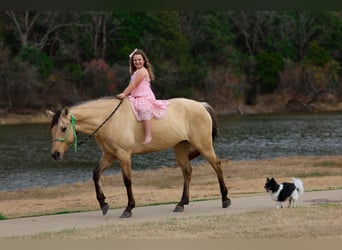 American Quarter Horse, Klacz, 5 lat, 150 cm, Jelenia