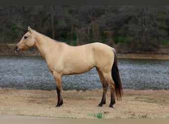 American Quarter Horse, Klacz, 5 lat, 150 cm, Jelenia