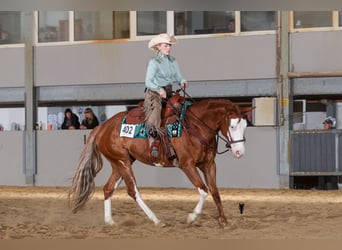 American Quarter Horse, Klacz, 5 lat, 150 cm, Kasztanowata