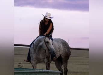 American Quarter Horse, Klacz, 5 lat, 150 cm, Siwa