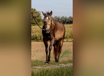 American Quarter Horse, Klacz, 5 lat, 151 cm, Jelenia