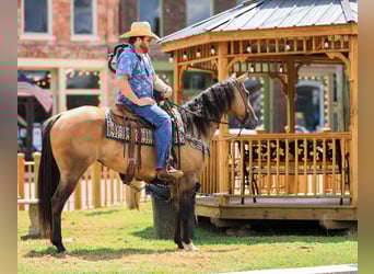 American Quarter Horse, Klacz, 5 lat, 152 cm, Bułana