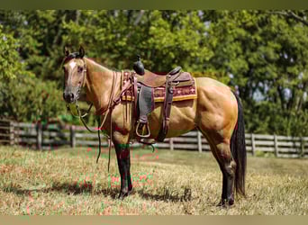 American Quarter Horse, Klacz, 5 lat, 152 cm, Bułana